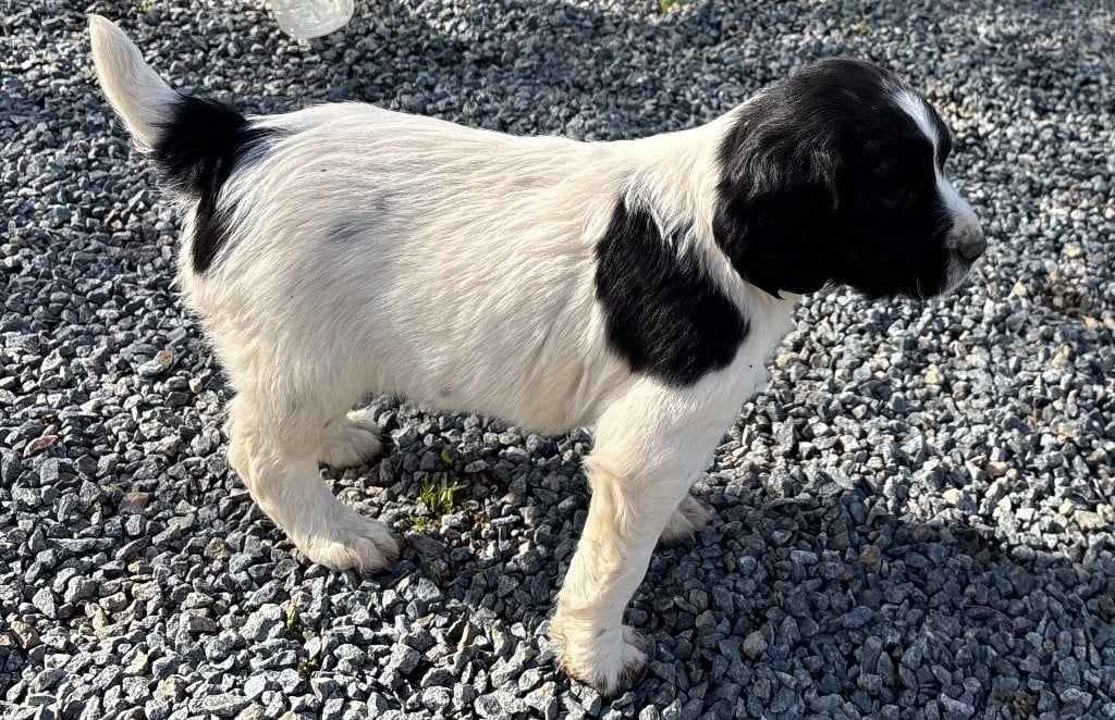 des Etangs de Dame Blanche - Chiots disponibles - English Springer Spaniel