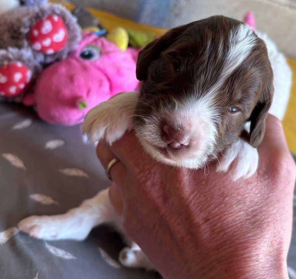 des Etangs de Dame Blanche - Chiots disponibles - English Springer Spaniel