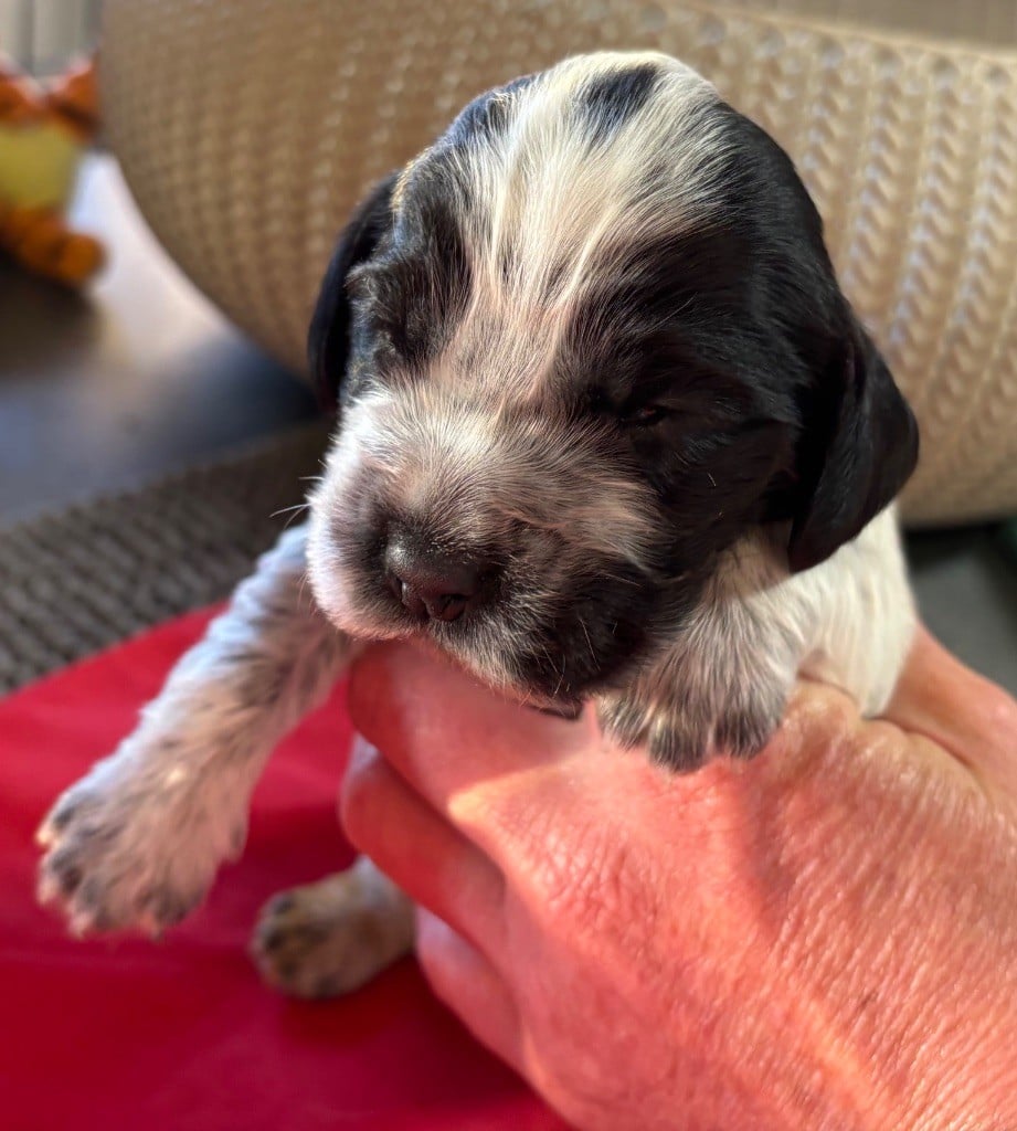 des Etangs de Dame Blanche - Chiots disponibles - Cocker Spaniel Anglais