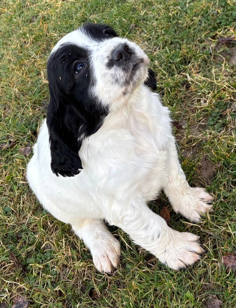 des Etangs de Dame Blanche - Chiots disponibles - English Springer Spaniel