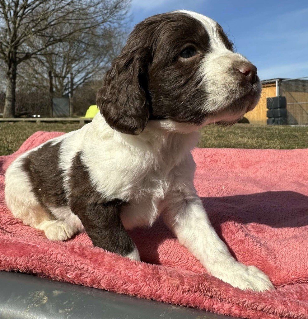 des Etangs de Dame Blanche - Chiots disponibles - English Springer Spaniel