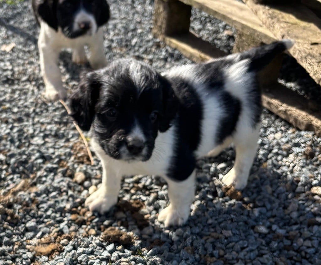 des Etangs de Dame Blanche - Chiots disponibles - English Springer Spaniel