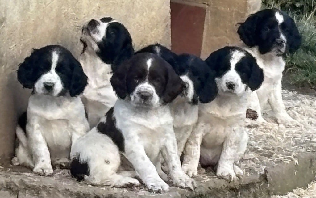 des Etangs de Dame Blanche - English Springer Spaniel - Portée née le 14/01/2025