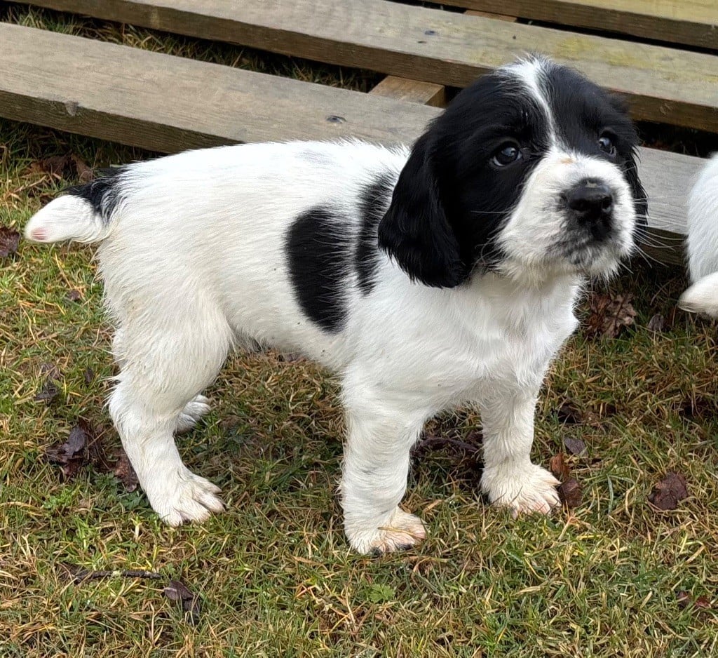 des Etangs de Dame Blanche - Chiots disponibles - English Springer Spaniel