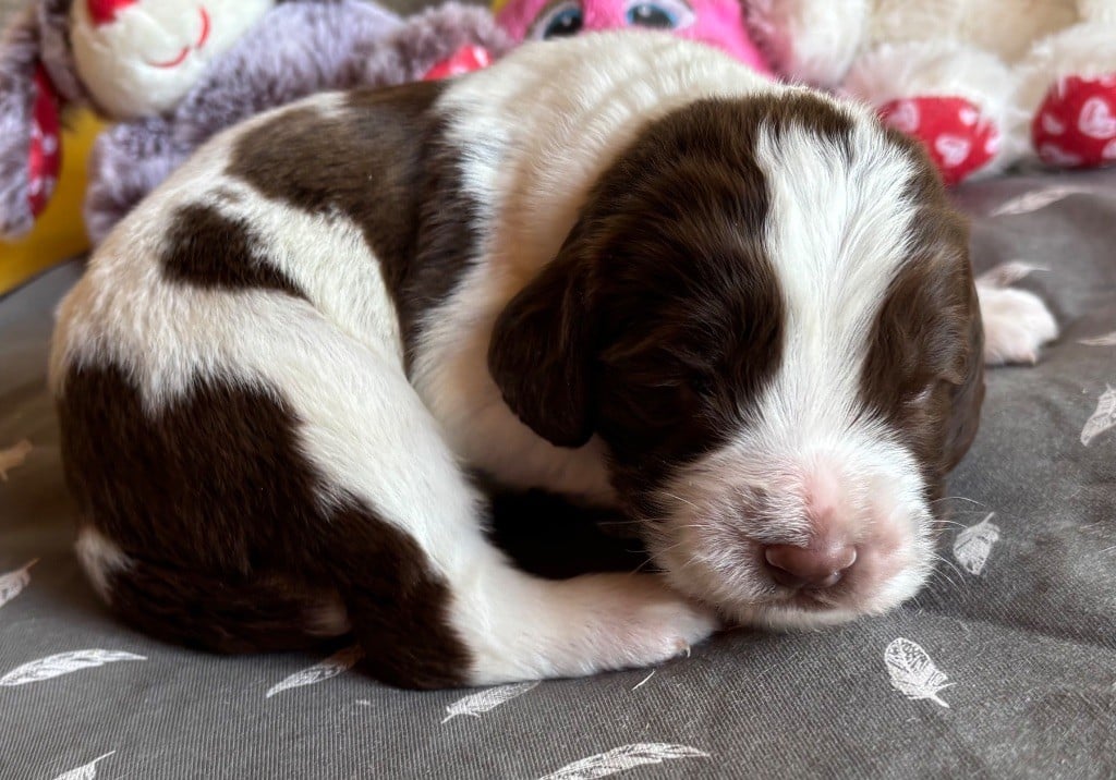 des Etangs de Dame Blanche - Chiots disponibles - English Springer Spaniel