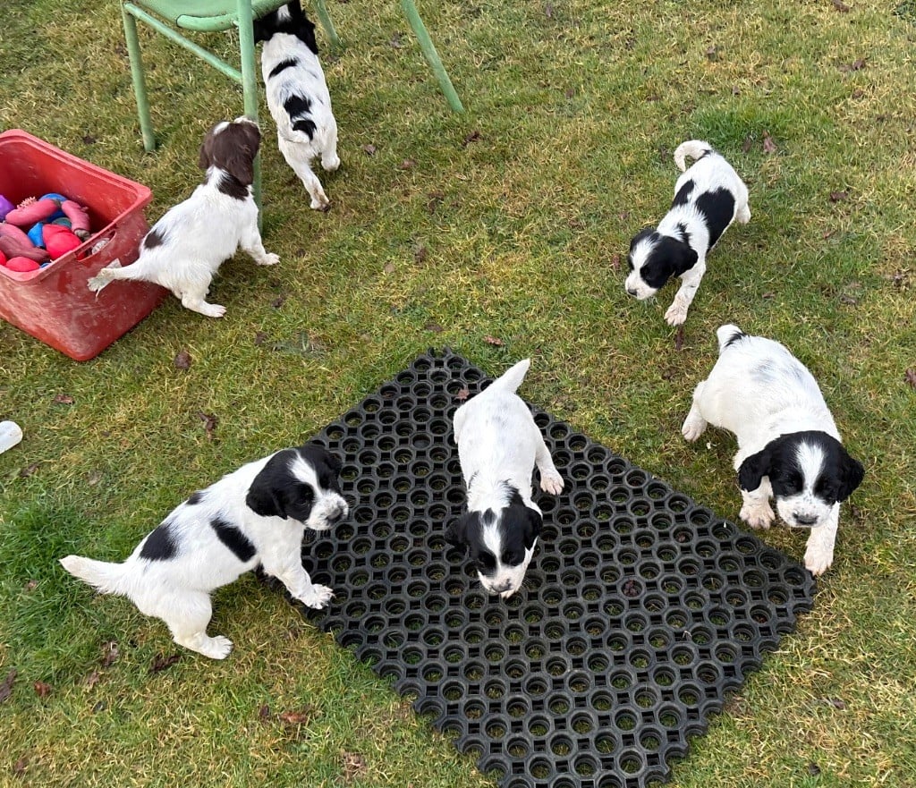 Chiot English Springer Spaniel des Etangs de Dame Blanche