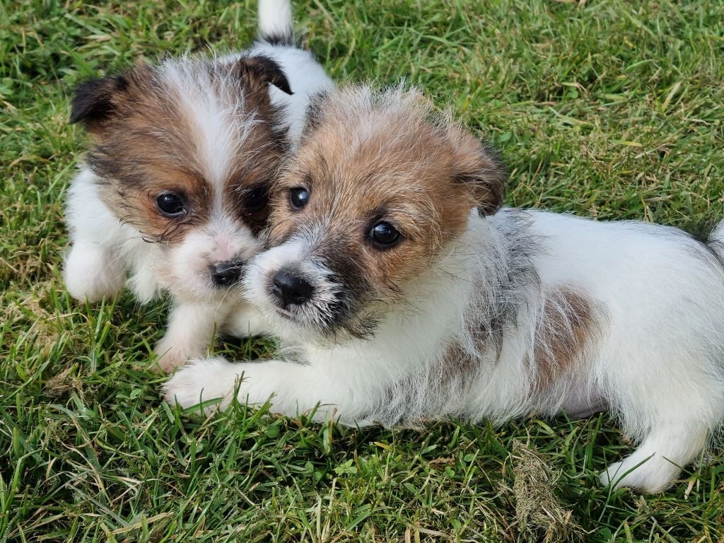 Chiot Jack Russell Terrier Du logis de beaumanoir