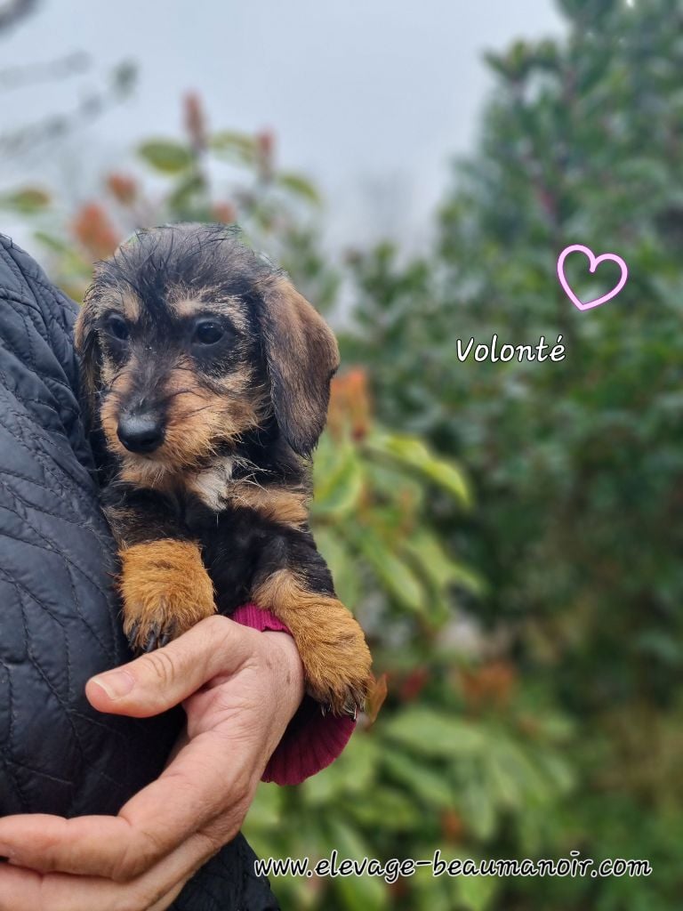 Du logis de beaumanoir - Chiots disponibles - Teckel poil dur