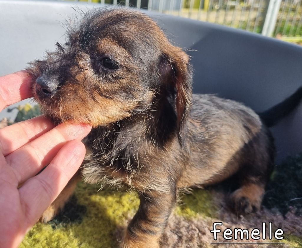 Du logis de beaumanoir - Chiots disponibles - Teckel poil dur