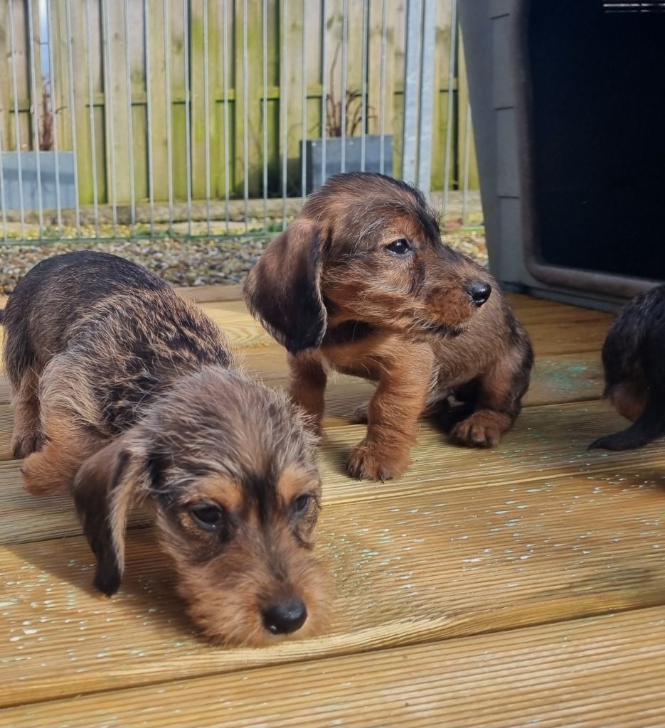 Du logis de beaumanoir - Chiots disponibles - Teckel poil dur