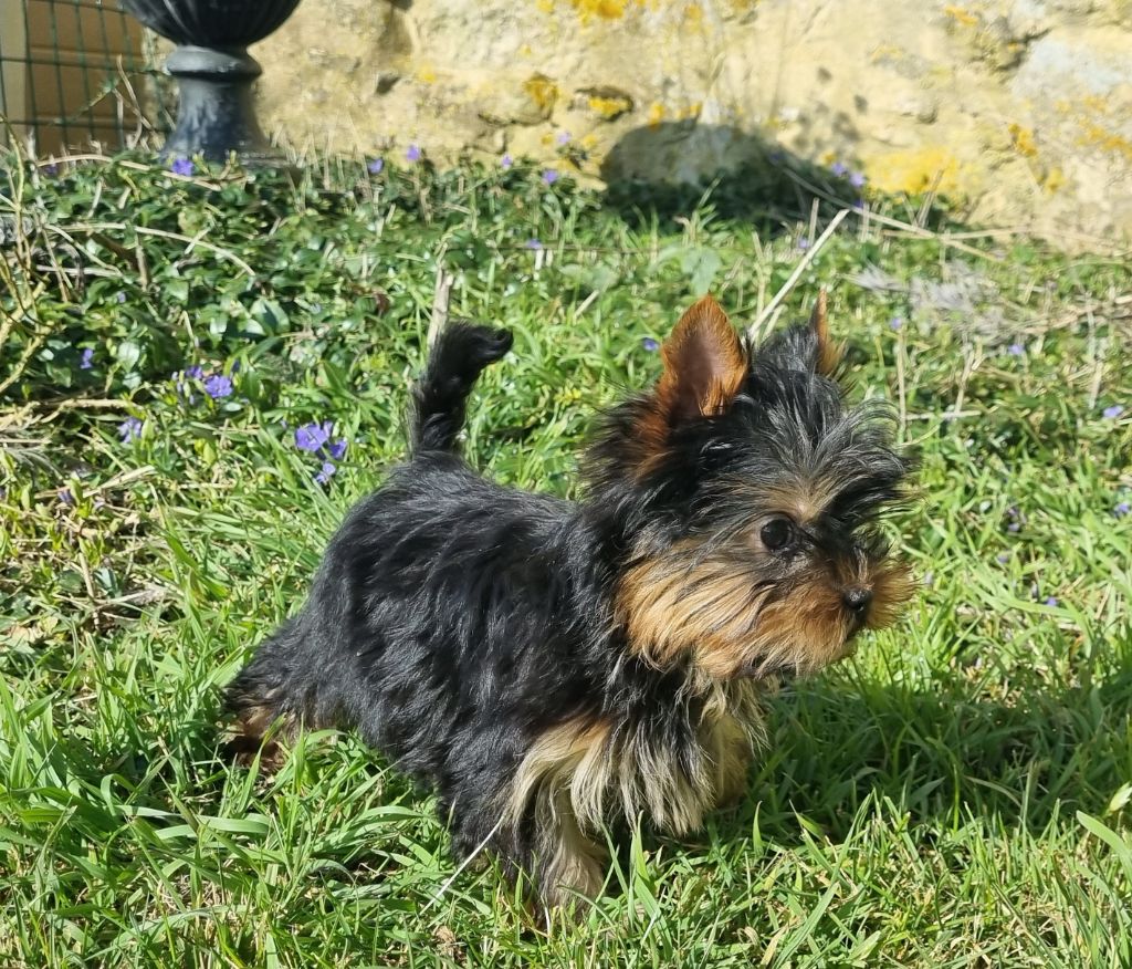 Chiot Yorkshire Terrier Du logis de beaumanoir