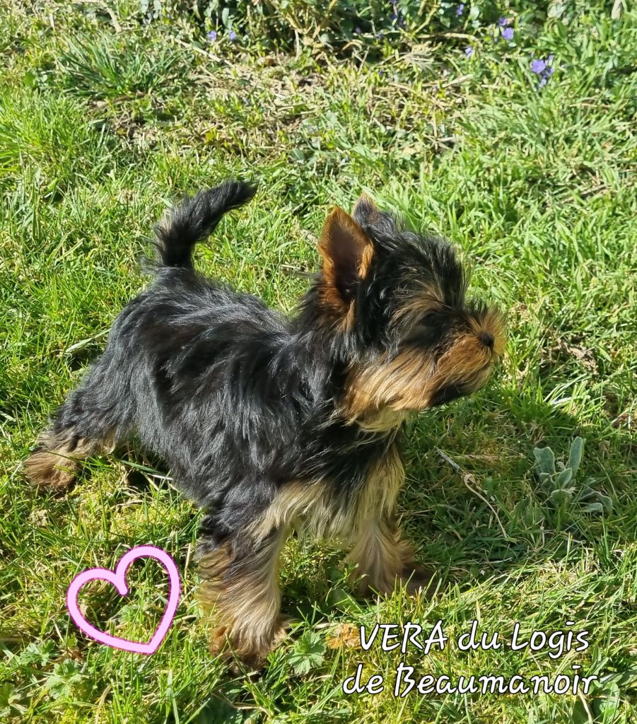 Du logis de beaumanoir - Chiots disponibles - Yorkshire Terrier