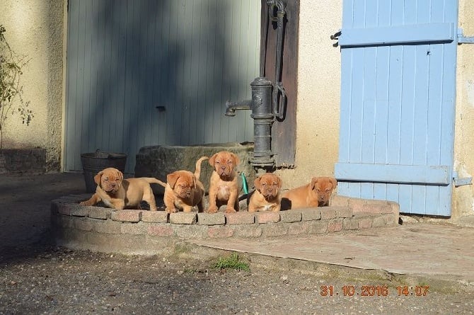 Du clos de malguenac - Les bébés profitent du beau temps !!