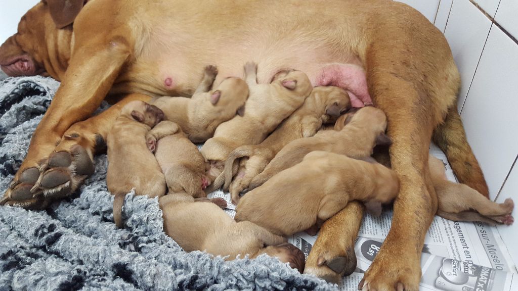 Du clos de malguenac - Dogue de Bordeaux - Portée née le 26/05/2017