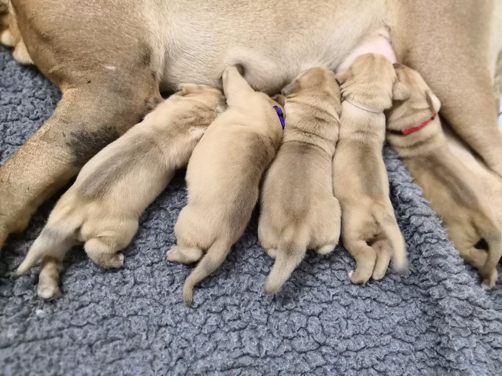 Du clos de malguenac - Dogue de Bordeaux - Portée née le 27/11/2017