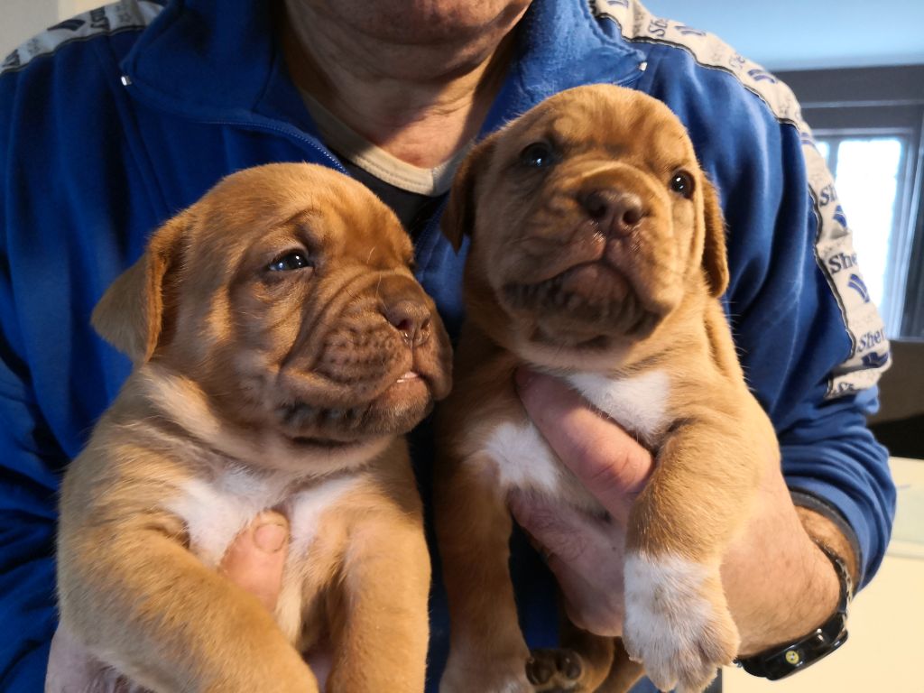 Du clos de malguenac - Dogue de Bordeaux - Portée née le 26/12/2019