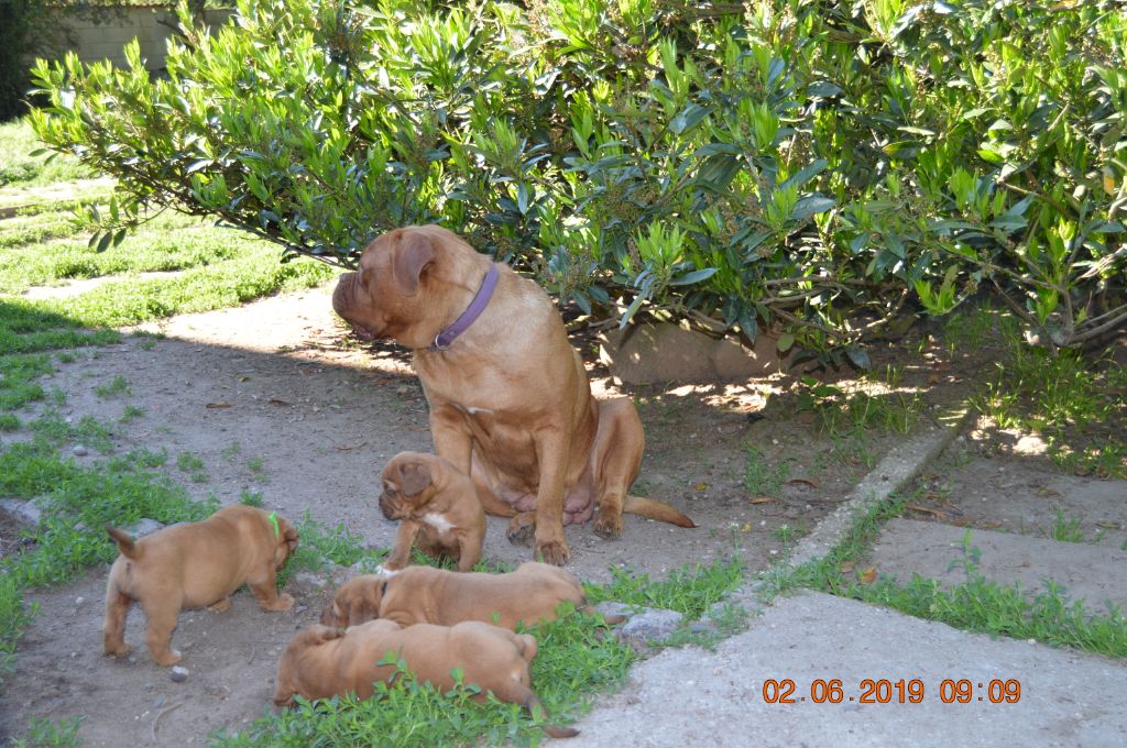 Du clos de malguenac - Dogue de Bordeaux - Portée née le 22/04/2019