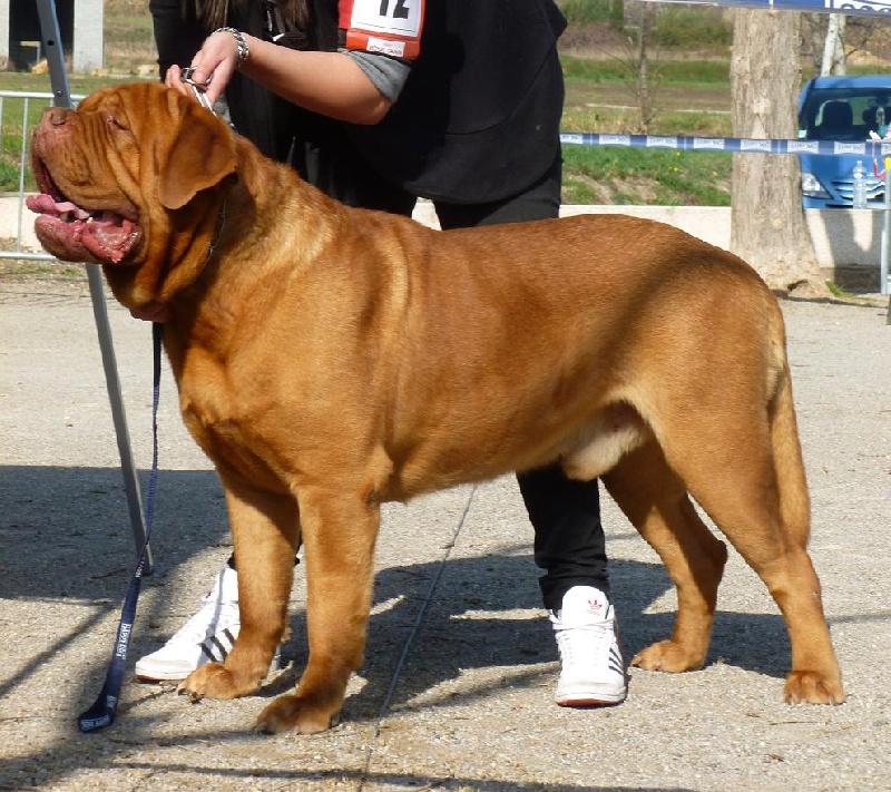 Du clos de malguenac - Dogue de Bordeaux - Portée née le 16/07/2012