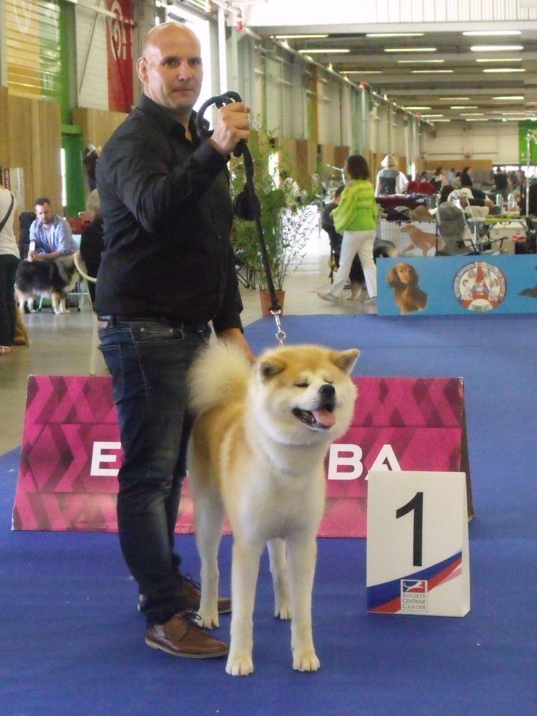  5 CHIOTS NES le 22/11.2018...Roux et Bringés 