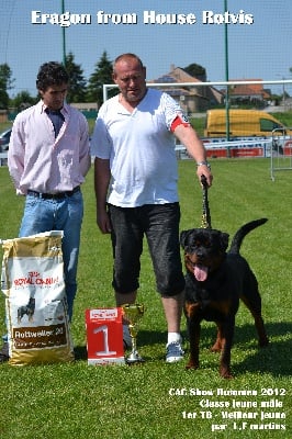 De chatoisillon - CAC Show Belgique...