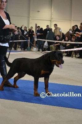 De chatoisillon - MEILLEUR PUPPY METZ 2011