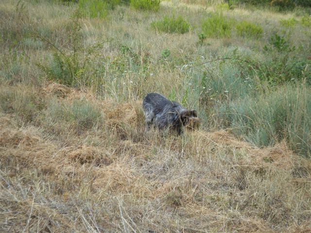 du Mas du Jonquier - TAN & Exposition Régionale Griffon KORTHALS 2015 dans l'HERAULT