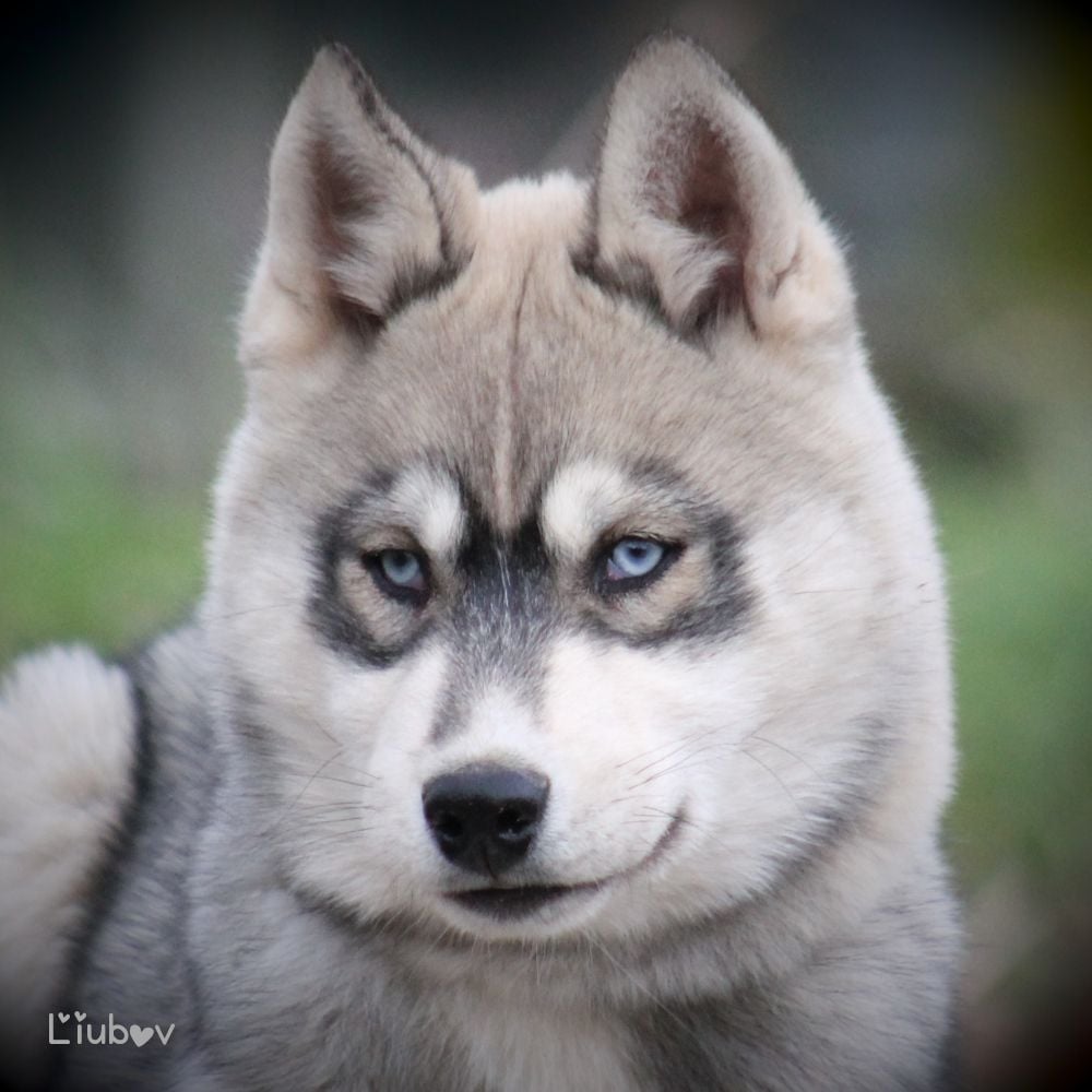 Liubov's - Chiots disponibles - Siberian Husky