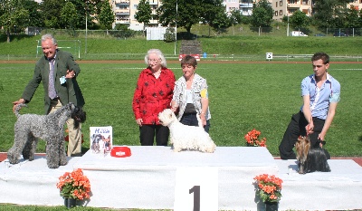 Westibery's - Betty meilleure du groupe 3 à l'exposition de Lucerne dimanche