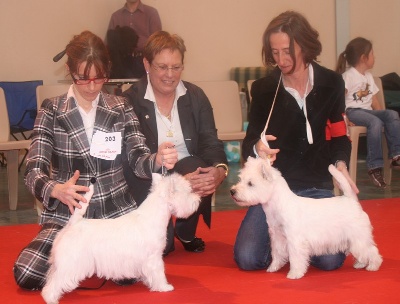 Westibery's - Westibery's Cracker Guy Champion Jeune de la Nationale d'Elevage