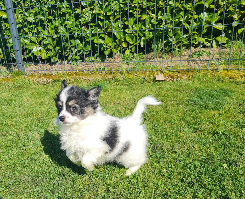 Chiot Epagneul nain Continental (Papillon) De la castelviroise