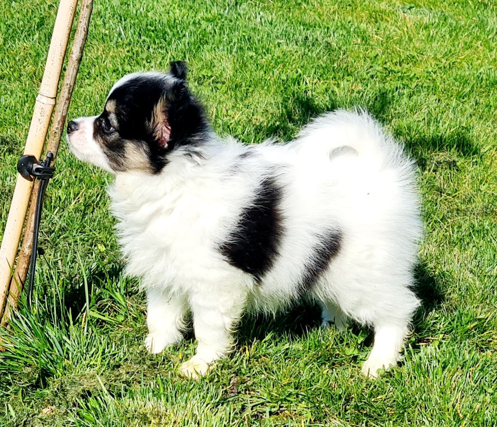 De la castelviroise - Chiots disponibles - Epagneul nain Continental (Papillon)