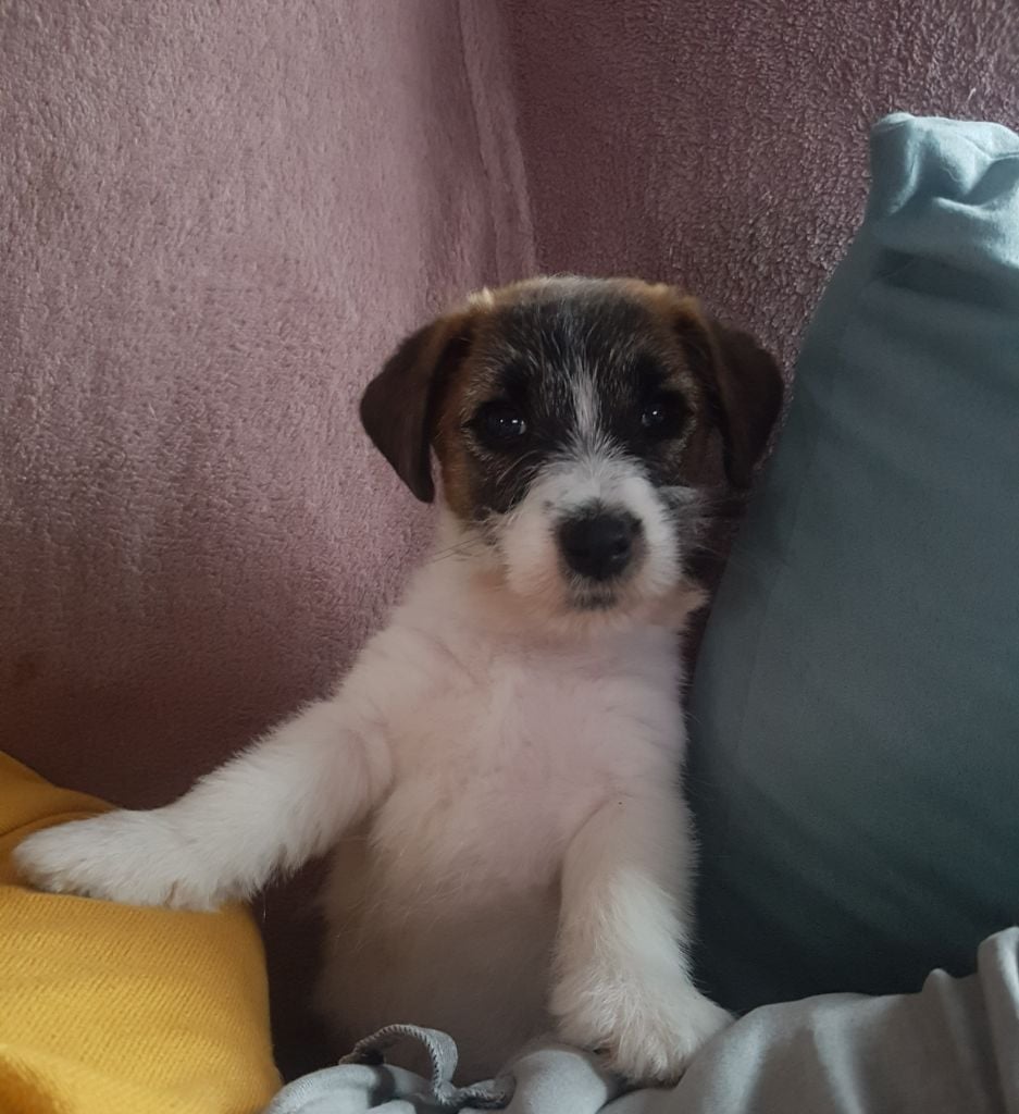 Portée de Jack Russell disponible prochainement