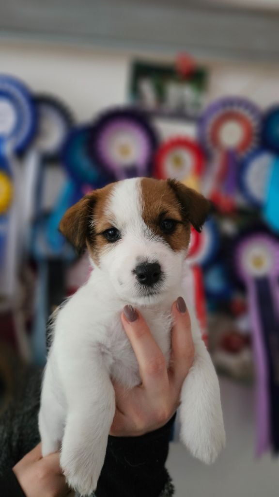 Les landes ecossaises - Chiots disponibles - Jack Russell Terrier