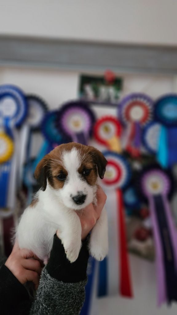 Les landes ecossaises - Chiots disponibles - Jack Russell Terrier