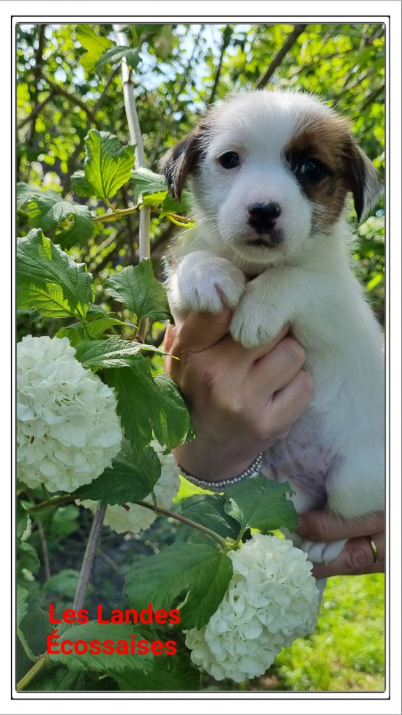 Chiot Jack Russell Terrier Les landes ecossaises