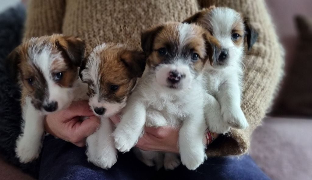 Les landes ecossaises - Jack Russell Terrier - Portée née le 07/01/2022