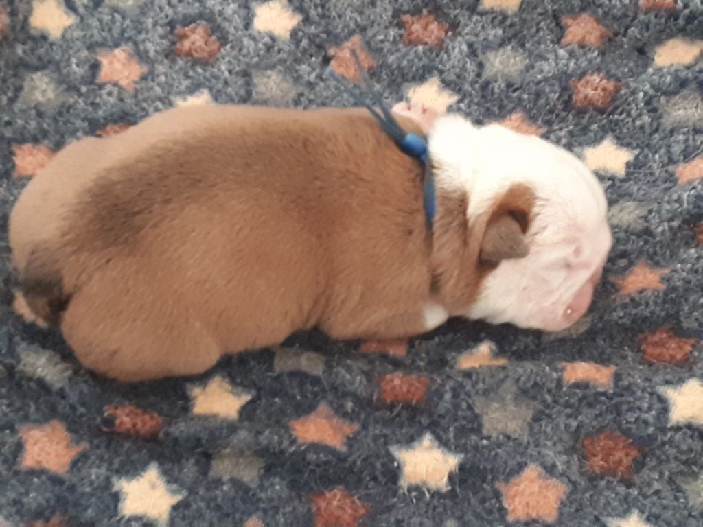 Du clos sara - Chiots disponibles - Bulldog Anglais