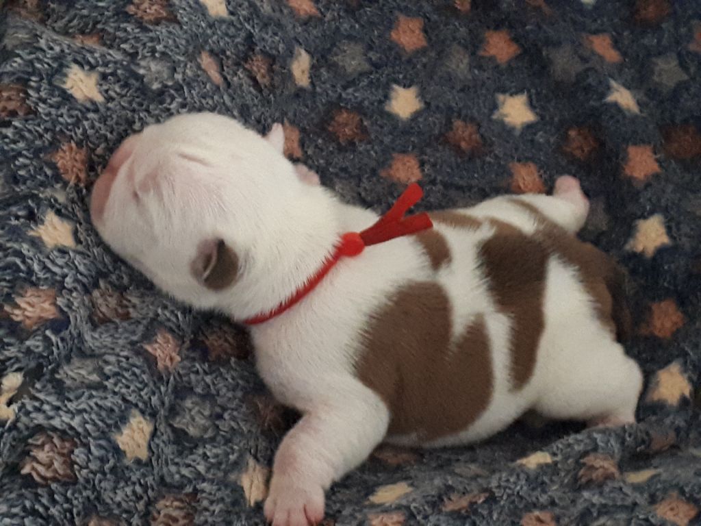 Du clos sara - Chiots disponibles - Bulldog Anglais