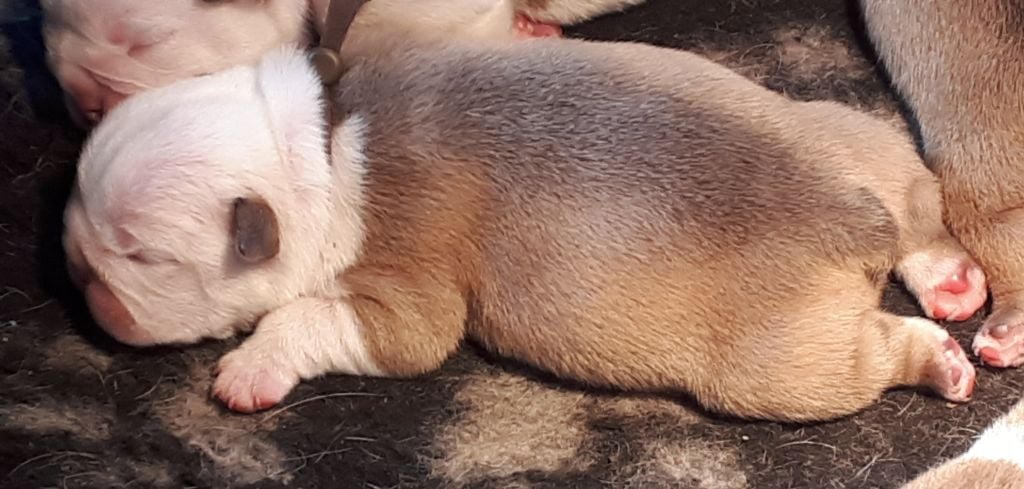 Du clos sara - Chiots disponibles - Bulldog Anglais