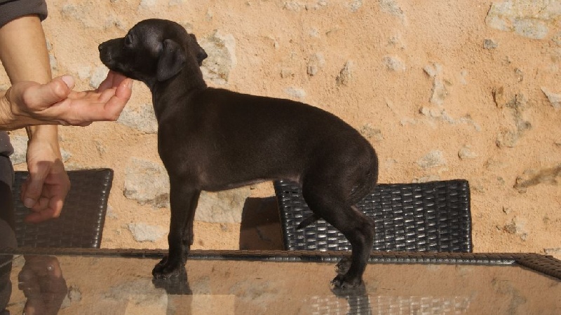 Chiot Petit Levrier Italien Des Pinscheboules