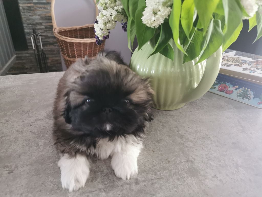 de la Vallée des Rubis - Chiots disponibles - Pekinois