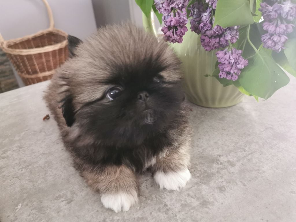 de la Vallée des Rubis - Chiots disponibles - Pekinois