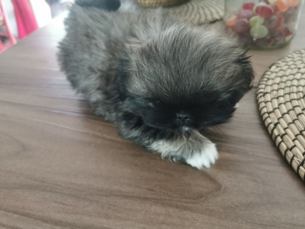 de la Vallée des Rubis - Chiots disponibles - Pekinois