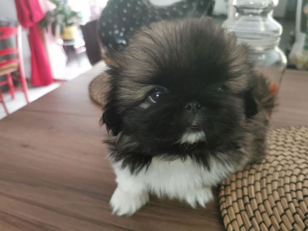 de la Vallée des Rubis - Chiots disponibles - Pekinois