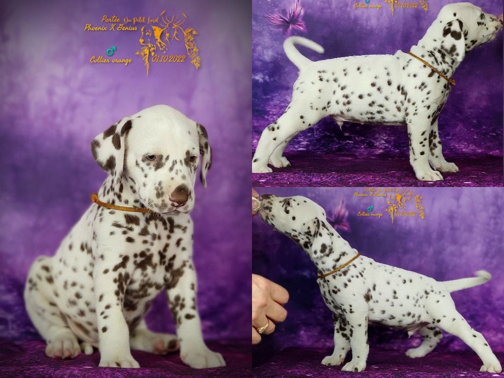 du petit lord - Chiots disponibles - Dalmatien