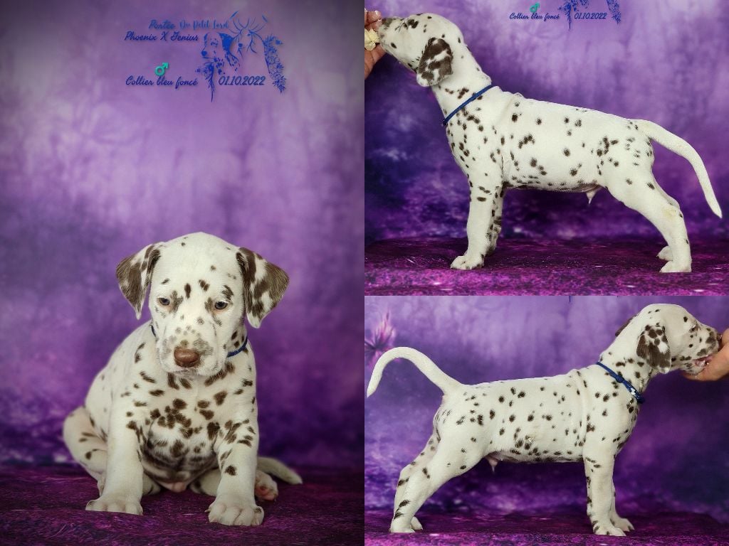 du petit lord - Chiots disponibles - Dalmatien