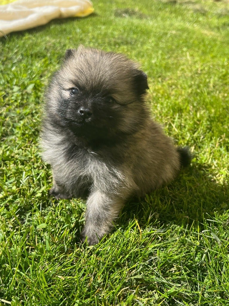 au jardin des merveilles - Chiots disponibles - Spitz allemand