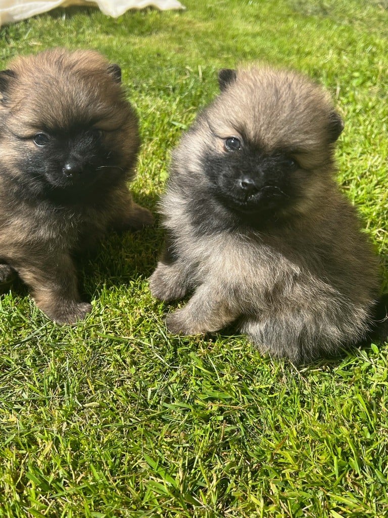 au jardin des merveilles - Chiots disponibles - Spitz allemand