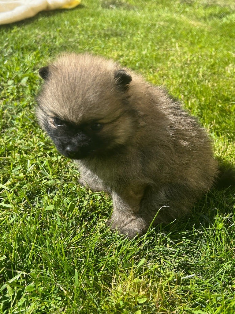 au jardin des merveilles - Chiots disponibles - Spitz allemand