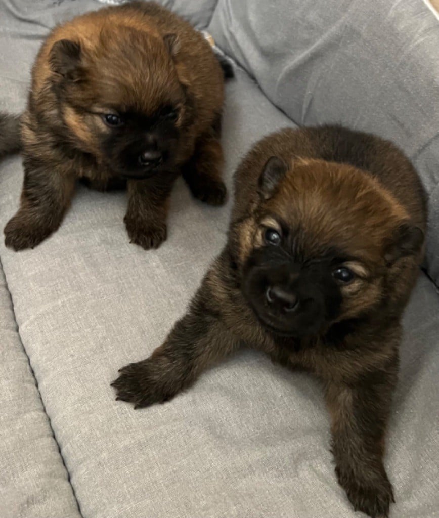 Chiot Spitz allemand au jardin des merveilles